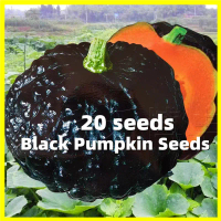 เมล็ดฟักทองญี่ปุ่น Japanese Pumpkin Seed  - 20เมล็ด/ซอง อัตรางอกสูง เมล็ดพันธุ์ฟักทองญี่ปุ่น High Yi
