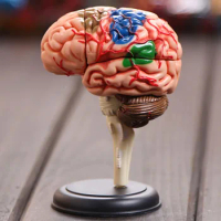 4D brain model brain structure model assembled Human Anatomy dimensional model