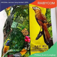 Voer Penggacor Semua Burung Cucak Rowo Ijo Cungkok Jenggot Murai Ciblek Prenjak Protein Tinggi Burun