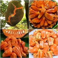 BENIH BIBIT NANGKA MADU MERAH boleh COD