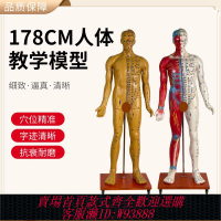 穴位模型 170CM高清中醫針灸穴位人體模型經絡圖人體穴位模型全身按摩教學