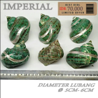 T Sarmaticus shell cangkang rumah kelomang umang umang pompongan keong
