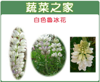 【蔬菜之家】H06.魯冰花(旺花白色)種子(共有兩種包裝規格可選)