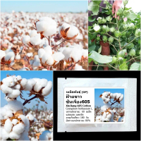 เมล็ดพันธุ์ ฝ้ายขาว ซินเจียง605 XinJiang 605 Cotton Seed 60 เมล็ด คุณภาพดี ของแท้ 100%