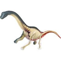 4D Vision Animal Brachiosaurus (Full Skeleton) Anatomy Dinosaur Toy Model Sculpture Collection Model