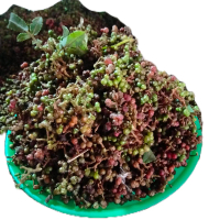 Andaliman//Tuba//ittir-ittir 1000gram Pedas