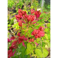 Tanaman Hias Bugenvil / Bunga Bugenvil / Tanaman hias Bougenville CSB