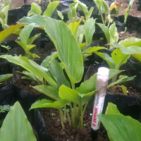bibit kunyit hitam asli bibit subur