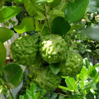 Bibit tanaman jeruk purut berkualitas cepat berbuah