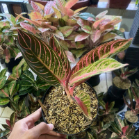 Tanaman Hias Aglonema Merah Sumatra - Aglonema Red Sumatra