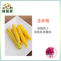 【綠藝家】大包裝G97玉米筍種子90克(約350顆)