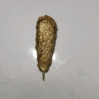 Kepompong Wesi kuning