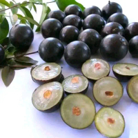 Bibit Anggur Preco Brazil Anggur Premium Tanaman Okulasi