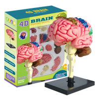 Human Brain Model with Display Base 4D Diy Teaching Anatomy Human Brain Model Learning &amp; Explore Brain Functions Teaching Tool