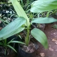 Tanaman herbal umbi garut sagu putih