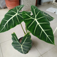 tanaman keladi neon beludru // pohon neon beludru