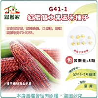 【綠藝家】G41-1.紅蜜寶水果玉米種子8顆