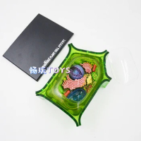 4d Plant Cell Model Biological Anatomy DIY Gift Children study Zoo Decoration Museum Used Tool Educational Model