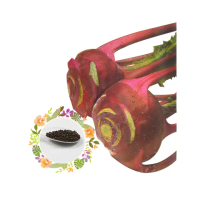 【蔬菜工坊】C30.紫皮結頭菜種子-4克-約700顆(紫霞)