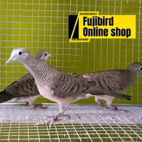 PERKUTUT BANGKOK PILIHAN SORTIRAN SUPER