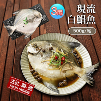 築地一番鮮-野生一本釣白鯧魚3尾(約500g±10%/尾)