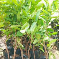 Bibit Buah Jambu Citra Merah