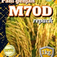 BENIH PADI M70D KEMASAN 1KG genjah