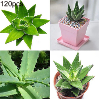 Hạt Giống Nha Đam 120 Cái, Thảo Mộc Ăn Được, Cây Mọng Nước, Trang Trí Cây Bonsai Vườn Nhà, fythuid