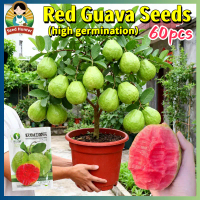 High Yield Red Bonsai Guava Seeds for Planting Fruit Plants (60pcs/pack) Legit Taiwan Red Guava Seed