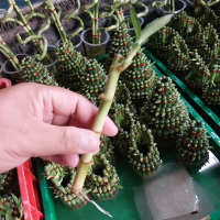 TANAMAN BAMBU HOKI HIASAN RUMAH ESTETIK