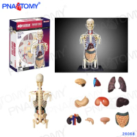 4D MASTER Transparent Human Anatomical Model Educational Toys Children Used Body Anatomy Internal Organs School Teaching Tools