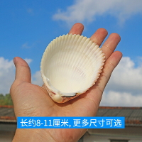 【螺貝藝】天然海螺大貝殼鳥尾蛤魚缸裝飾品水族造景地中海風格
