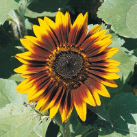 1 Benih Sunflower Ring Of Fire Bunga Matahari Bicolor