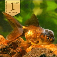 Paket Koloni ( Isi10) Koki Black Oranda Hitam Ikan Hias Aquascape Hiasan Aquarium Tanaman Air -