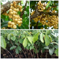 Bibit Tanaman Duku Palembang Unggul Okulasi – Buah Manis, Tebal & Cepat Berbuah