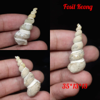 Mustika Fosil Keong Batu Jadi Akik Motif Bentuk Unik Antik 2