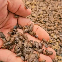 Kecoa dubia pakan gecko