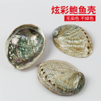 天然鮑魚殼魚缸造景水族箱裝飾品拍攝道具海螺貝殼創意家具擺件