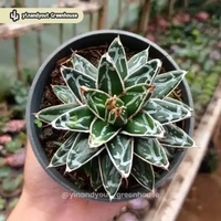 Agave Victoriae-reginae | Kaktus Sukulen Tanaman Hias Unik – Koleksi Agave M | Standard Form