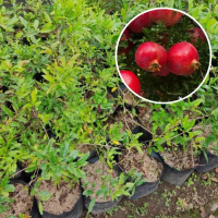 Bibit Tanaman Buah Delima Merah Thaif Arab bisa COD