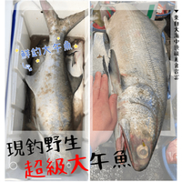 【天天來海鮮】現釣野生超級大午魚