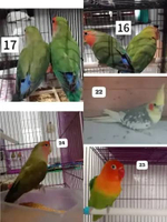 Burung Love Bird dan Burung Falk - ALL Falk 22