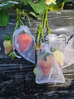 水果套袋 防蟲袋 番茄草莓防鳥網袋防蟲套袋紗袋無花果葡萄透氣水果保護袋西紅柿『my2014』