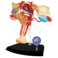 1:1 Female Reproductive System 4D Assembling Toy Perspective Bone Anatomy Model Transparent Skeleton Model