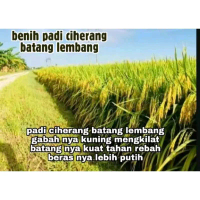 BENIH PADI CIHERANG BATANG LEMBANG KEMASAN 1KG Gabah Kuning Mengkilat Batang Kuat Tahan Rebah Beras 