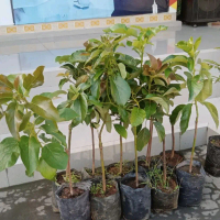 beli 5 bibit gratis 1 alpukat Markus, aligator,yellow,peluang,Miki,kelud,siger