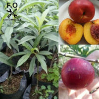 Bibit Tanaman Buah Persik