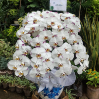 Hampers anggrek bulan koleksi premium isi 8 plant+pot pita kartu