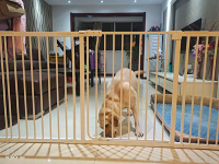 寵物狗狗圍欄 128~139公分寬可裝 加高狗柵欄泰迪貓狗加密隔離欄嬰兒安全門護欄
