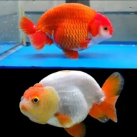 Koki Rancu - ikan hias koki rancu ikan hias lucu